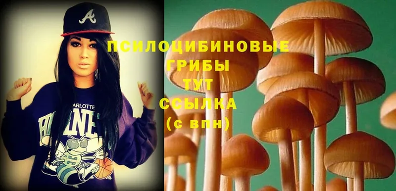 Псилоцибиновые грибы Psilocybe  kraken как войти  Нальчик 